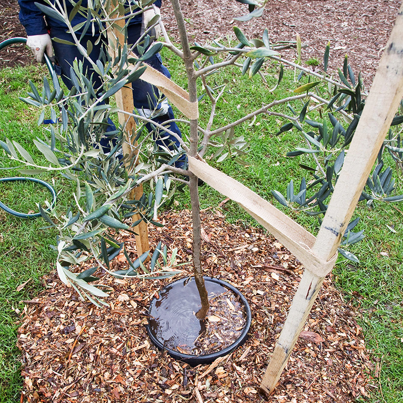 2021 07 Knox Tree Planting team profile McGowan grid 2021 07 Knox Tree Planting team profile McGowan grid