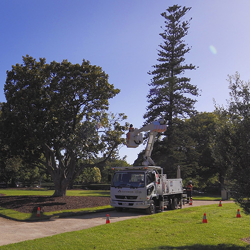 Citywide Arboriculture Australia Sponsorship