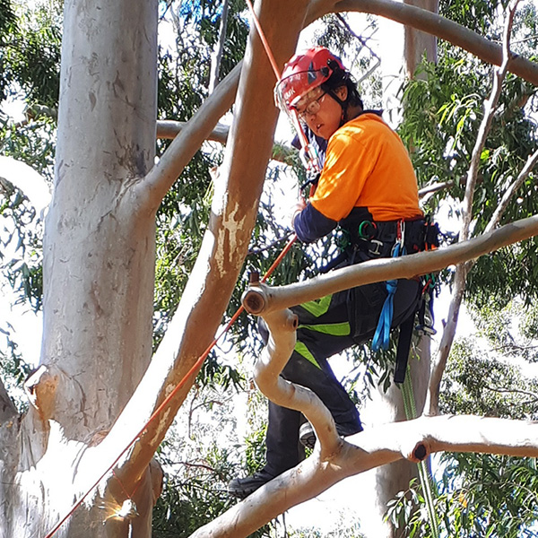 Hummel Liu apprentice arborist grid pic Hummel Liu apprentice arborist grid pic