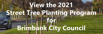 Brimbank Street Tree Planting w600px Brimbank Street Tree Planting Program